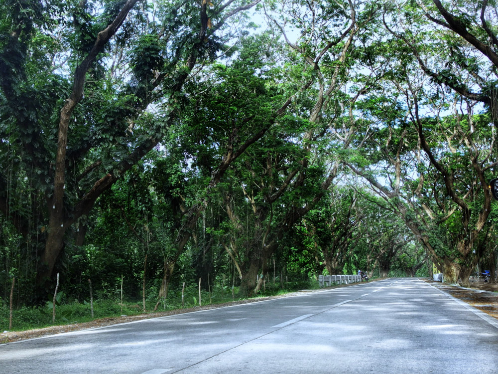 The Acacia Tunnel, a canopy road in Inagawan, Puerto Princesa